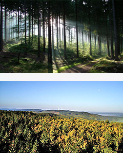 Wälder um Daxweiler